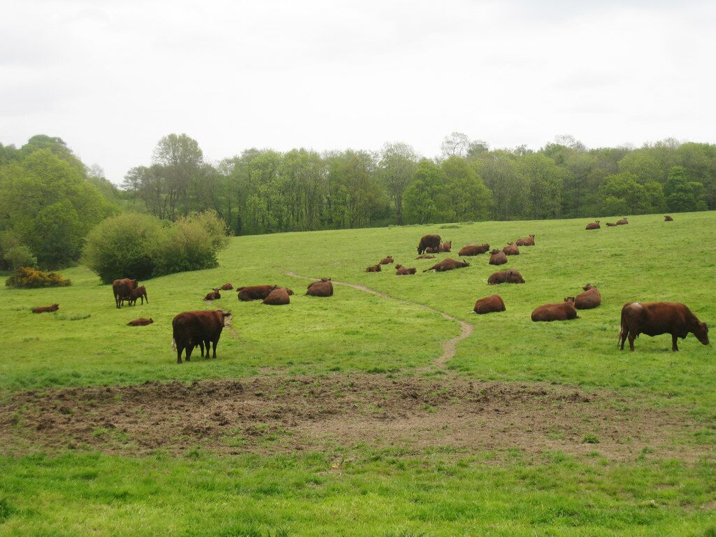 A green field with cows grazing and resting.