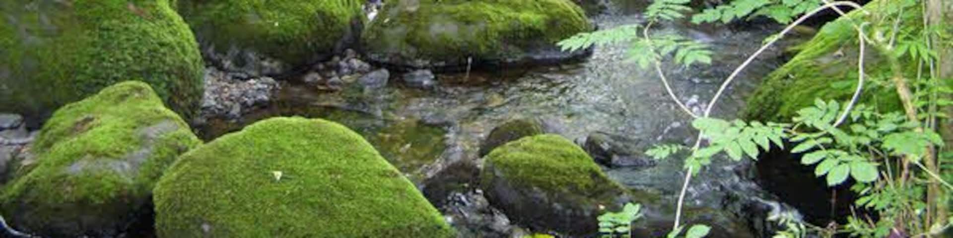 A stone bridge over a moss-covered stream in a forest.