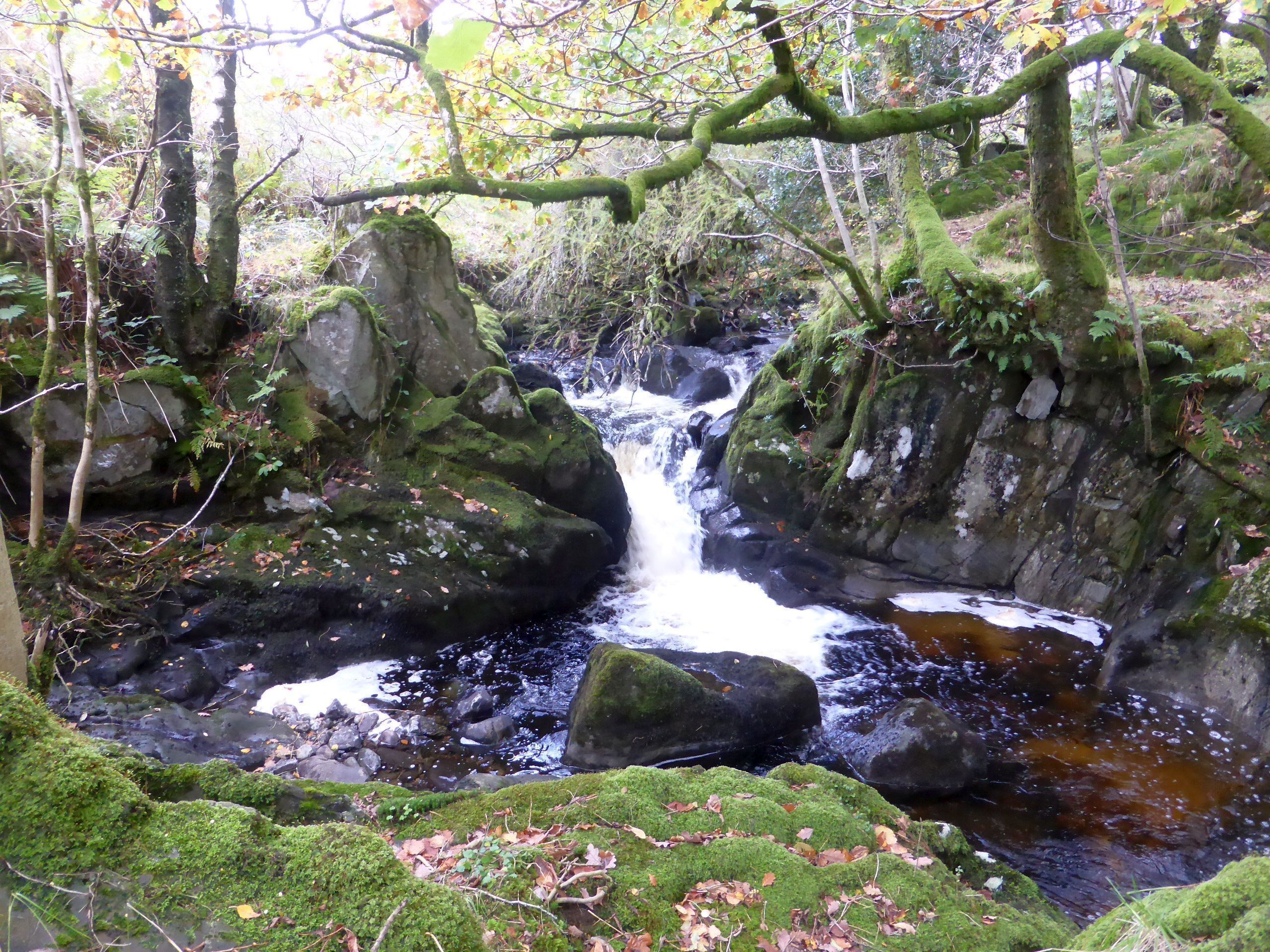 A moss-covered stream flowing over rocks in a forested area.