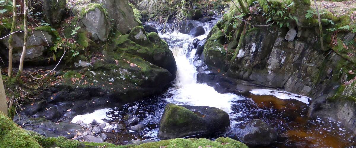 A moss-covered stream flowing over rocks in a forested area.