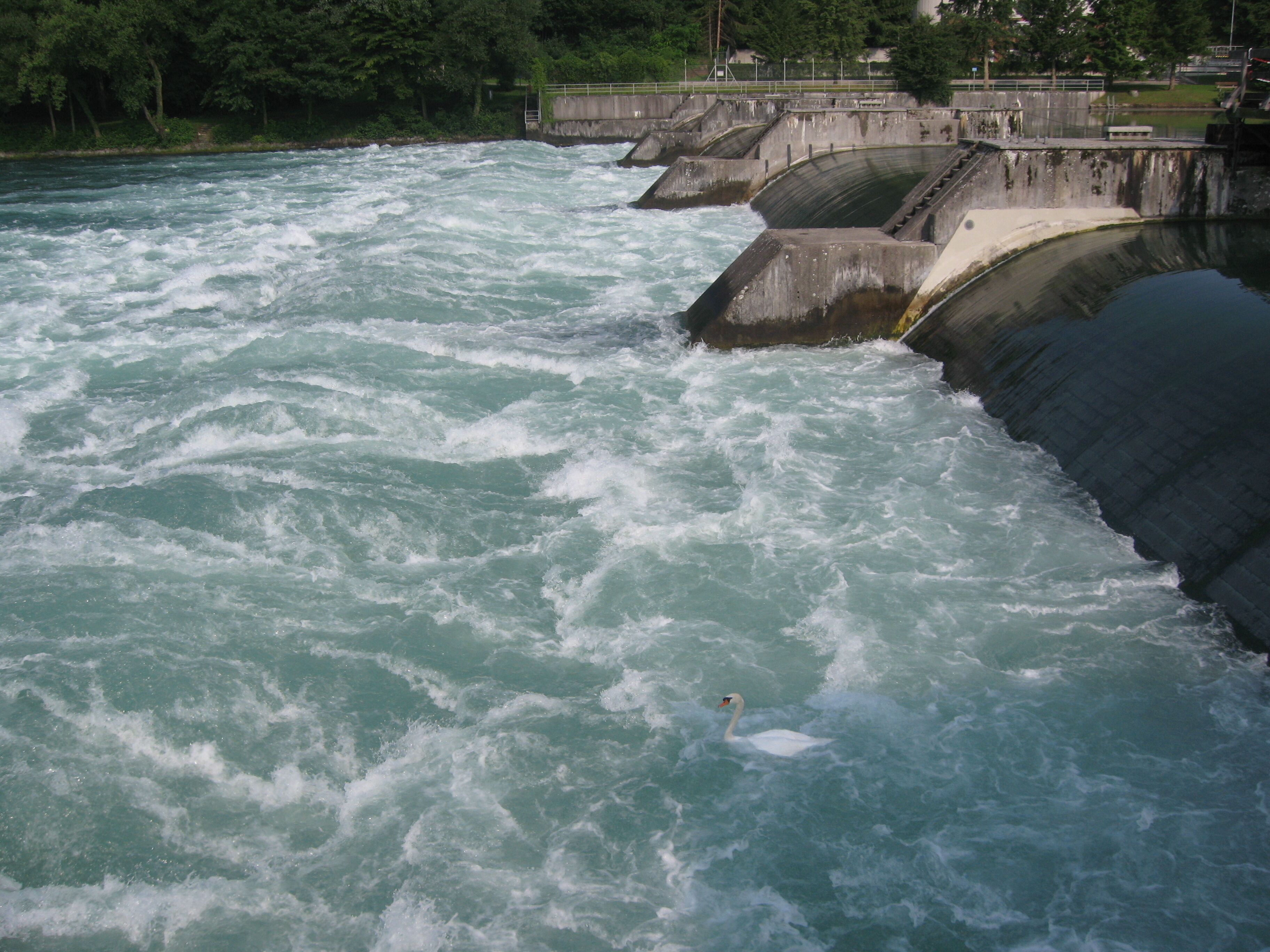 A river with a dam and a swan swimming in the water.