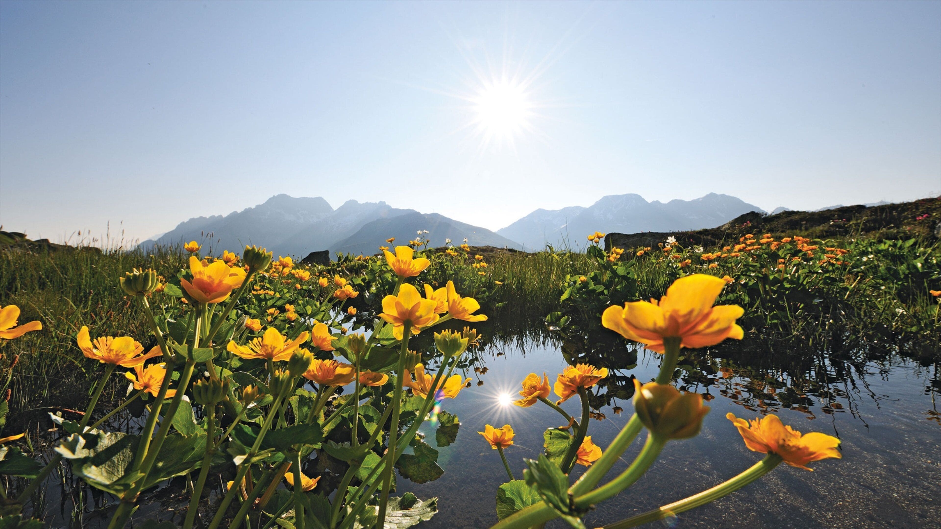 Andermatt featuring a sunset, a pond and wildflowers
