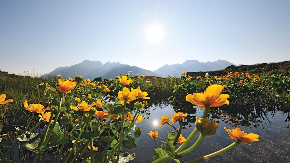 Andermatt featuring a sunset, a pond and wildflowers