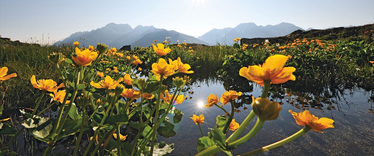 Andermatt featuring a sunset, a pond and wildflowers