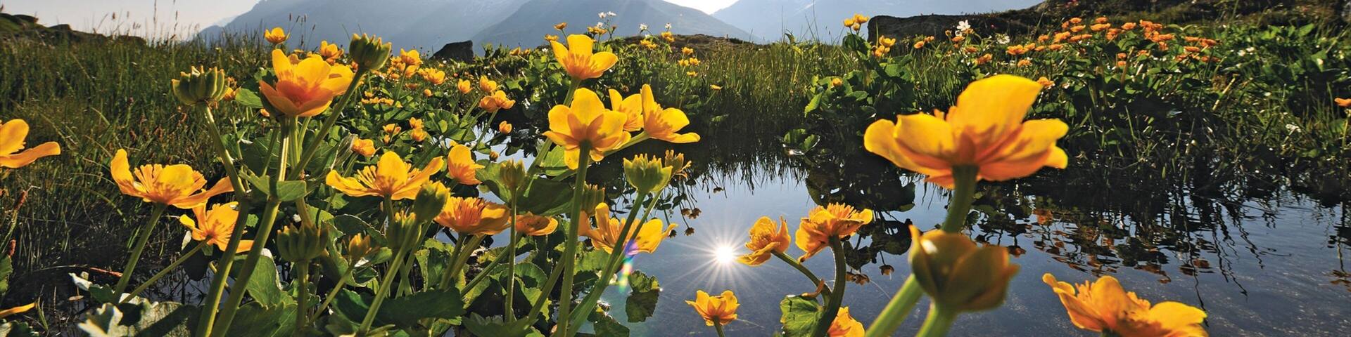 Andermatt featuring a sunset, a pond and wildflowers