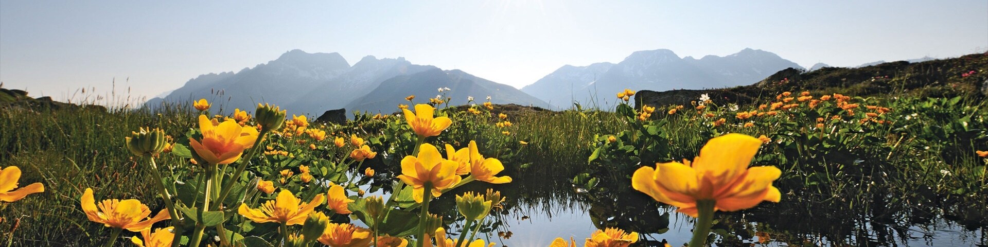 Andermatt featuring a sunset, a pond and wildflowers