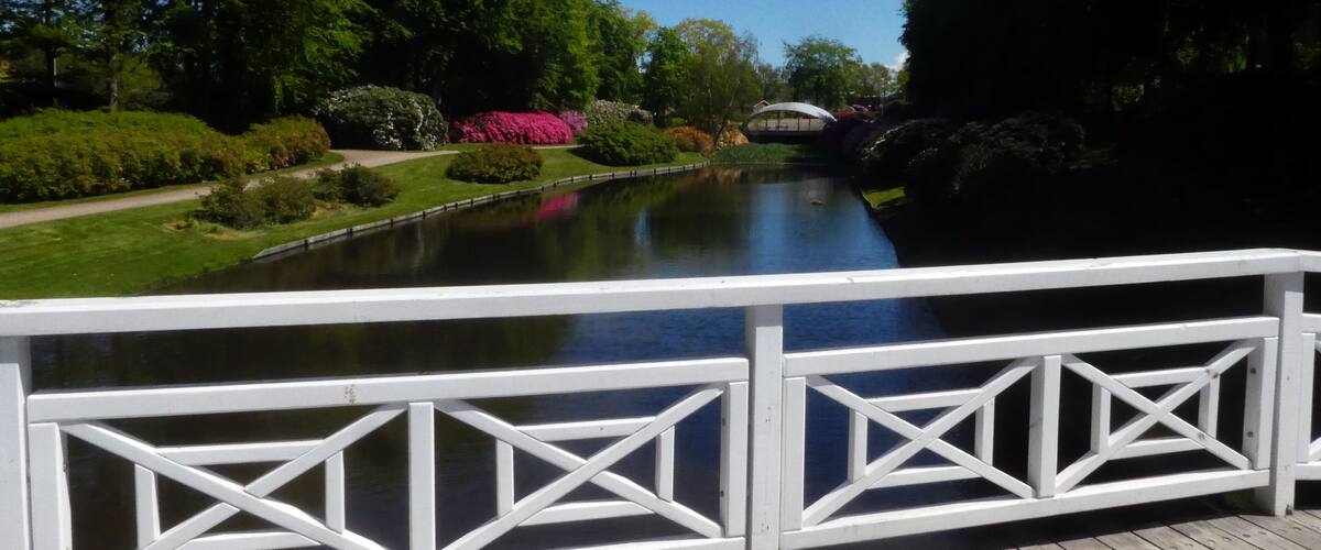 A wooden deck overlooking a calm pond, surrounded by lush greenery and flowering plants.