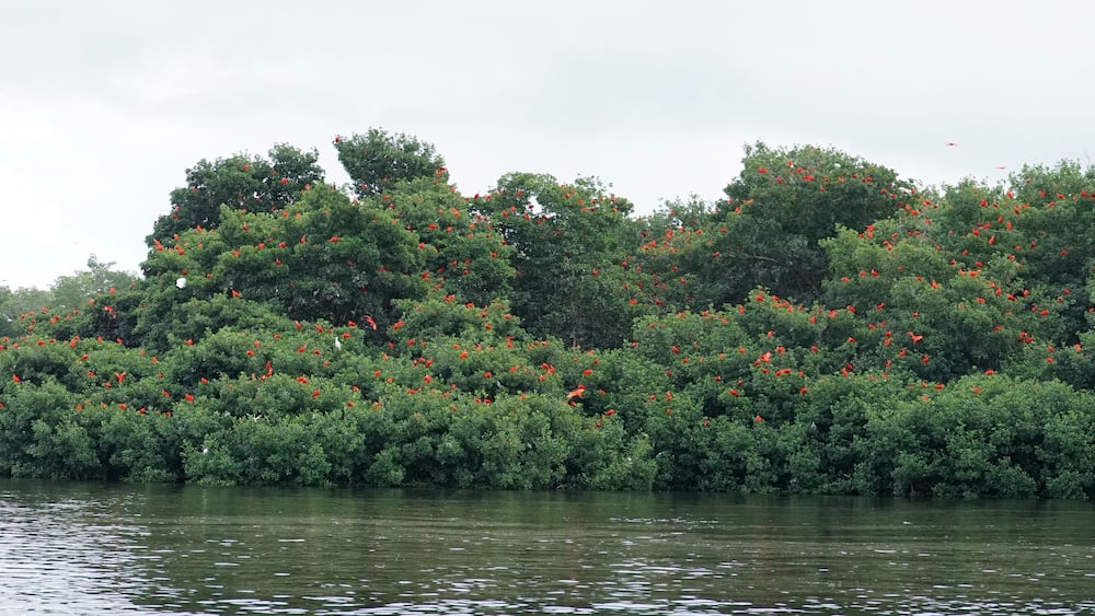 Caroni Swamp in Trinidad & Tobago, Caribbean.