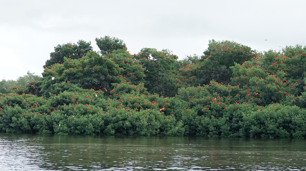 Caroni Swamp in Trinidad & Tobago, Caribbean.