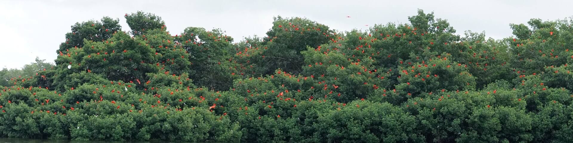 Caroni Swamp in Trinidad & Tobago, Caribbean.
