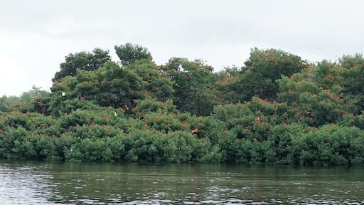 Caroni Swamp in Trinidad & Tobago, Caribbean.