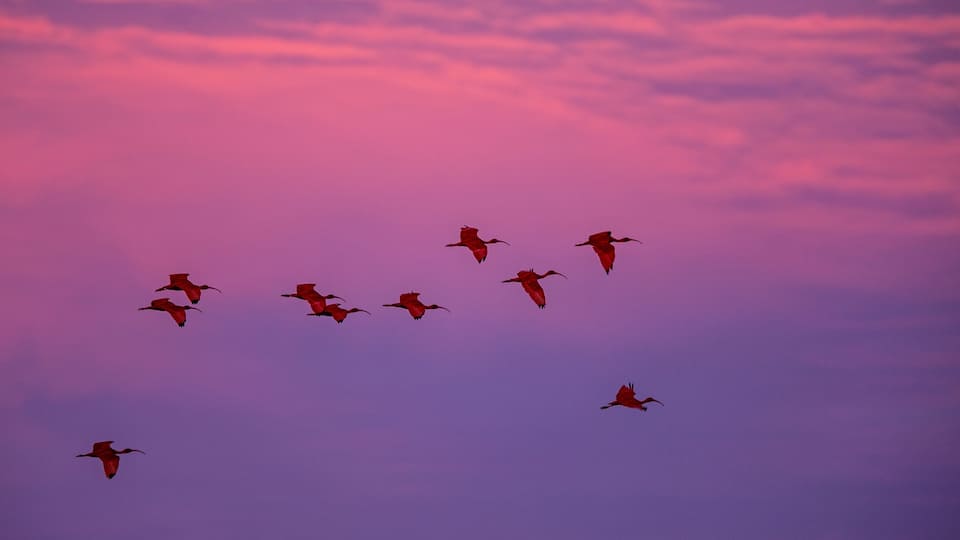 Large flock of Scarlet Ibis Eudocimus ruber returning to resting sleeping trees in evening. pink and blue sky in background during dusk, Trinidad, Caroni swamp, exotic vacation in Caribic