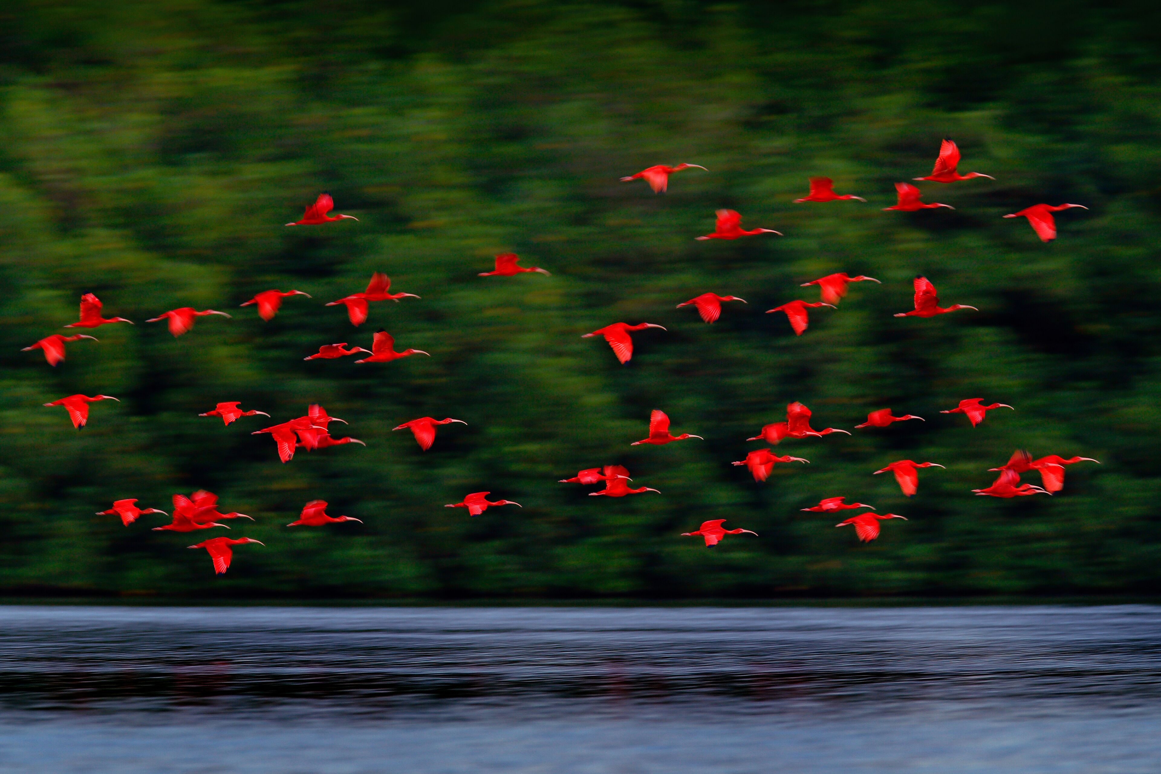 Scarlet Ibis, Eudocimus ruber, exotic red bird, nature habitat, bird colony flying on above the river, Caroni Swamp, Trinidad and Tobago, Caribbean. Flock of ibis fly, wildlife nature.
