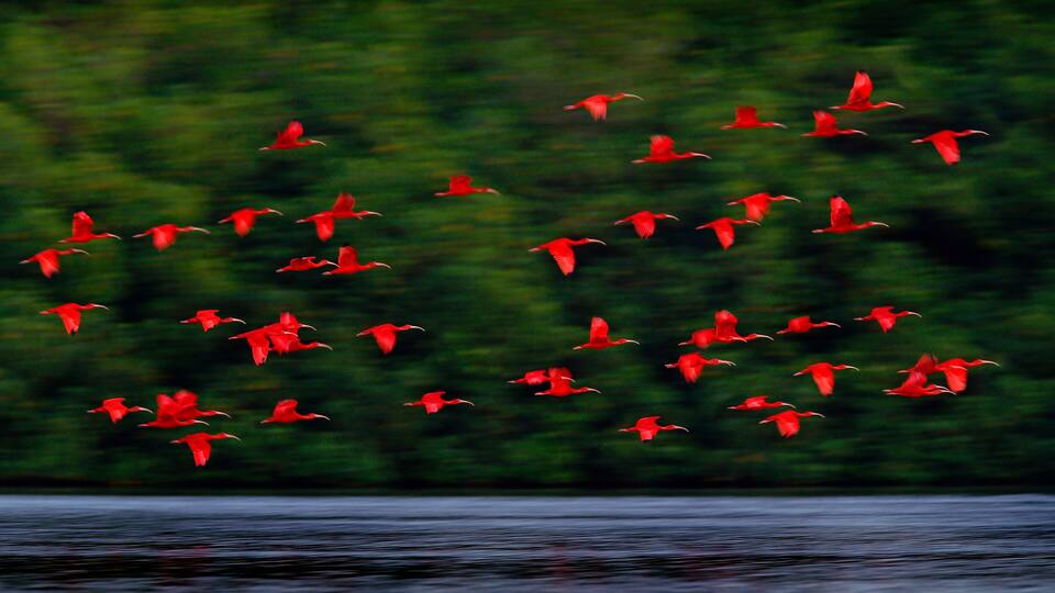 Scarlet Ibis, Eudocimus ruber, exotic red bird, nature habitat, bird colony flying on above the river, Caroni Swamp, Trinidad and Tobago, Caribbean. Flock of ibis fly, wildlife nature.