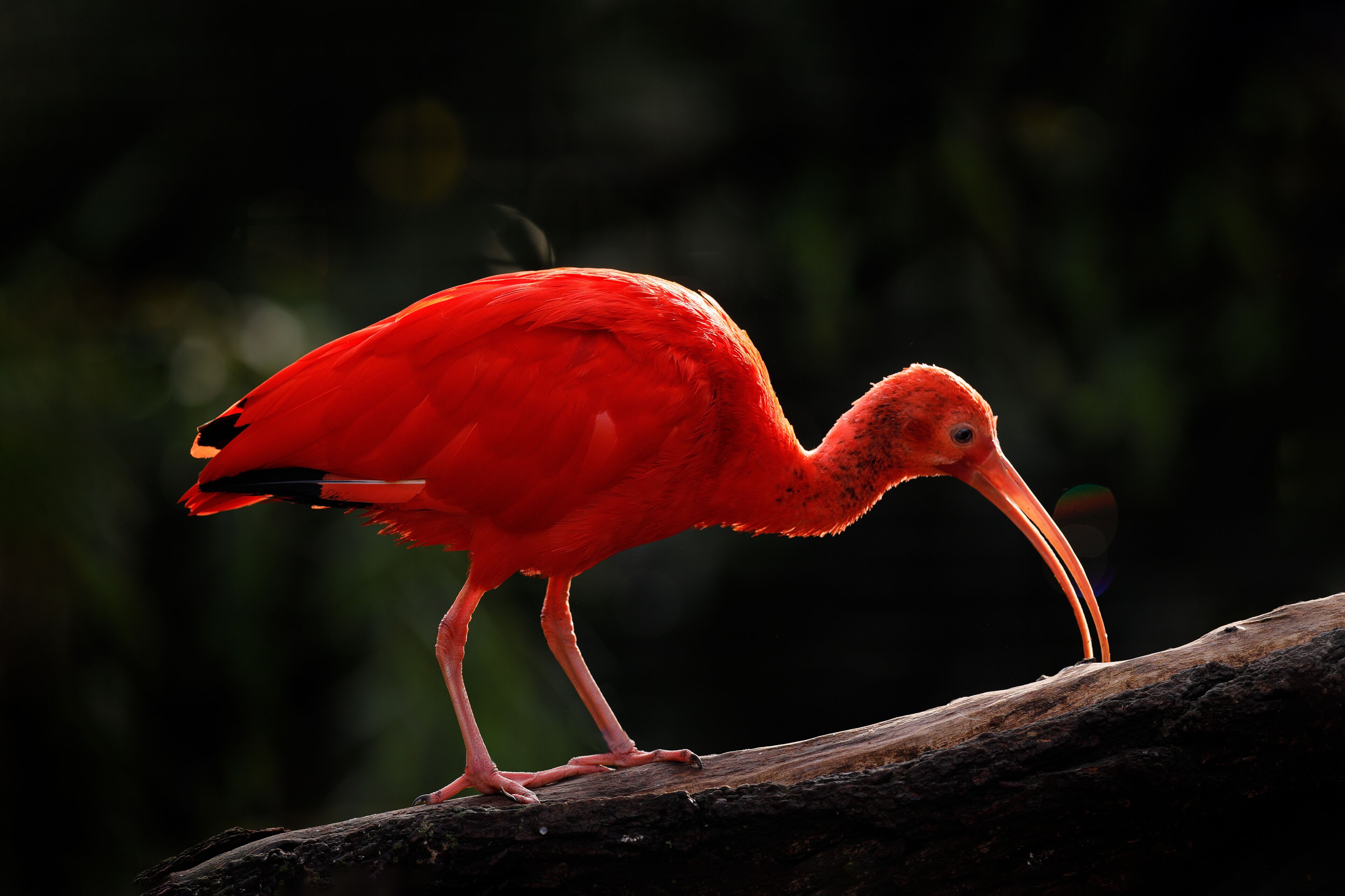 Scarlet Ibis, Eudocimus ruber, exotic bird in the nature forest habitat. Red bird sitting on the tree branch, beautiful evening sun light, Caroni Swamp, Trinidad and Tobago. Ibis in the habitat.