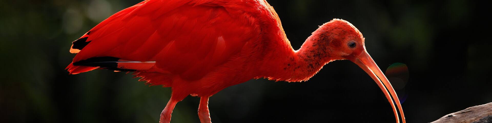 Scarlet Ibis, Eudocimus ruber, exotic bird in the nature forest habitat. Red bird sitting on the tree branch, beautiful evening sun light, Caroni Swamp, Trinidad and Tobago. Ibis in the habitat.