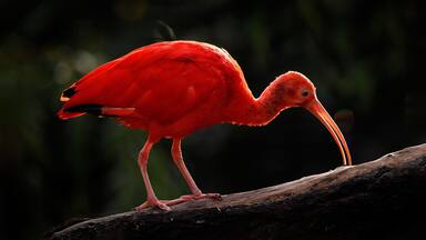 Scarlet Ibis, Eudocimus ruber, exotic bird in the nature forest habitat. Red bird sitting on the tree branch, beautiful evening sun light, Caroni Swamp, Trinidad and Tobago. Ibis in the habitat.