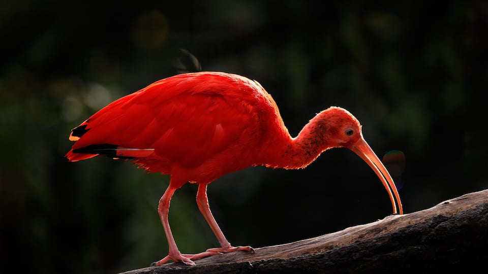 Scarlet Ibis, Eudocimus ruber, exotic bird in the nature forest habitat. Red bird sitting on the tree branch, beautiful evening sun light, Caroni Swamp, Trinidad and Tobago. Ibis in the habitat.