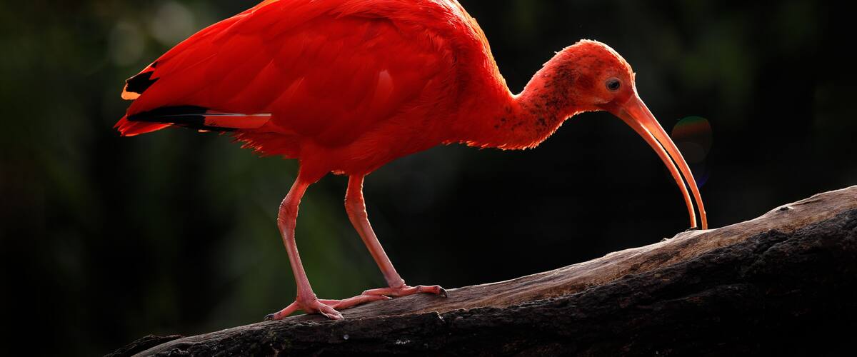 A red bird with a long beak standing on a branch.