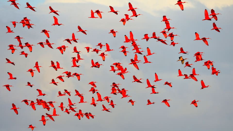 A flock of Scarlet Ibis fly into their roost - Trinidad