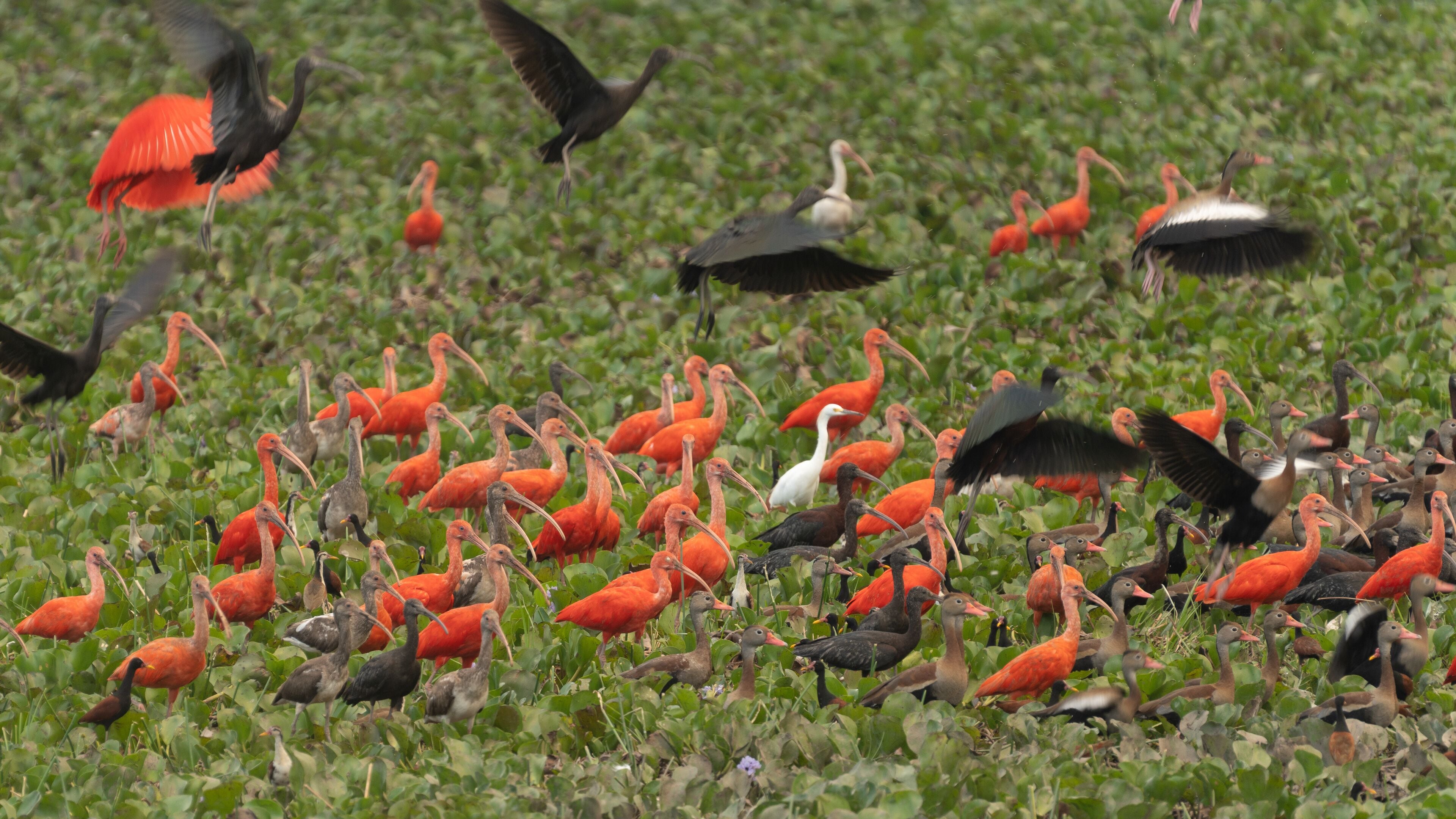 a flock of red ibis on the Venezuela River.