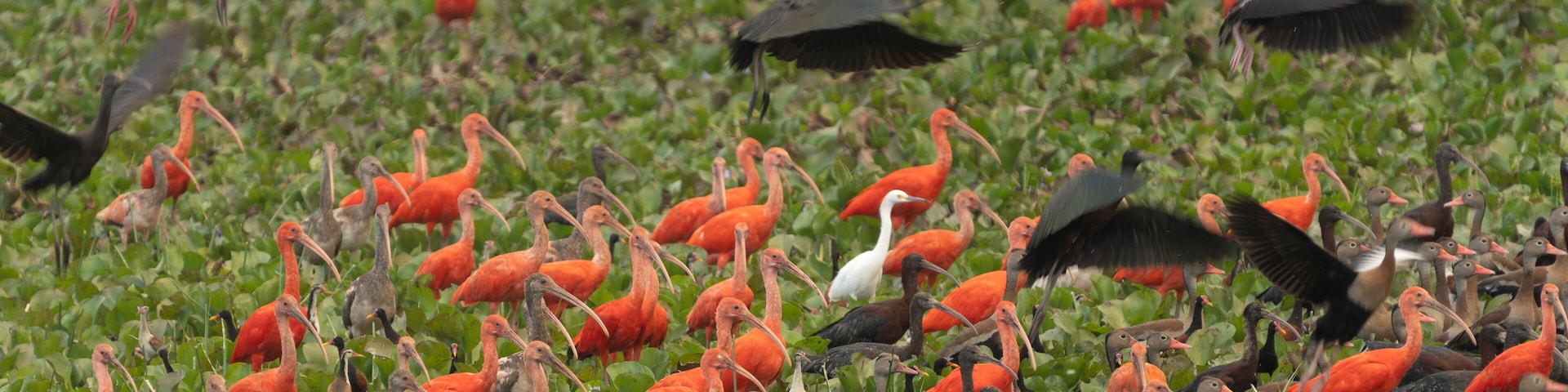 a flock of red ibis on the Venezuela River.