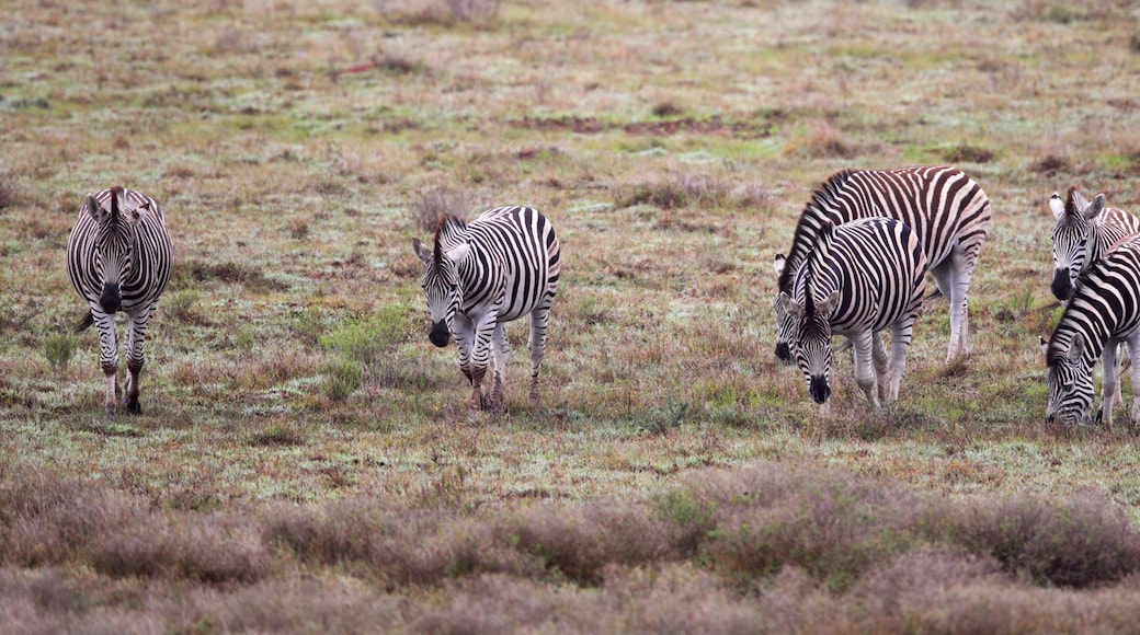 Steppenzebras (Equus quagga)