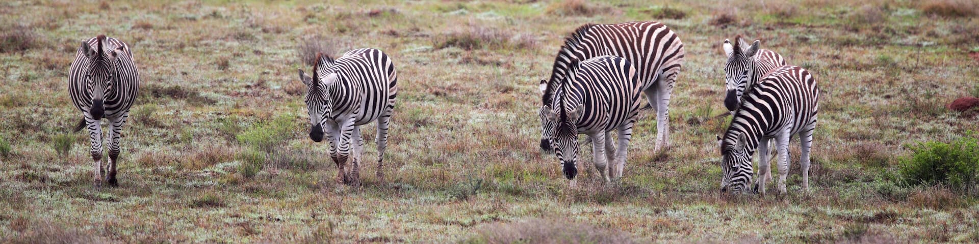 Steppenzebras (Equus quagga)