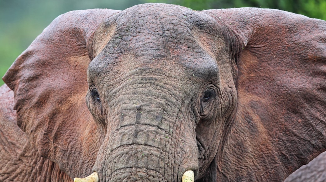 Afrikanischer Elefant (Loxodonta africana)