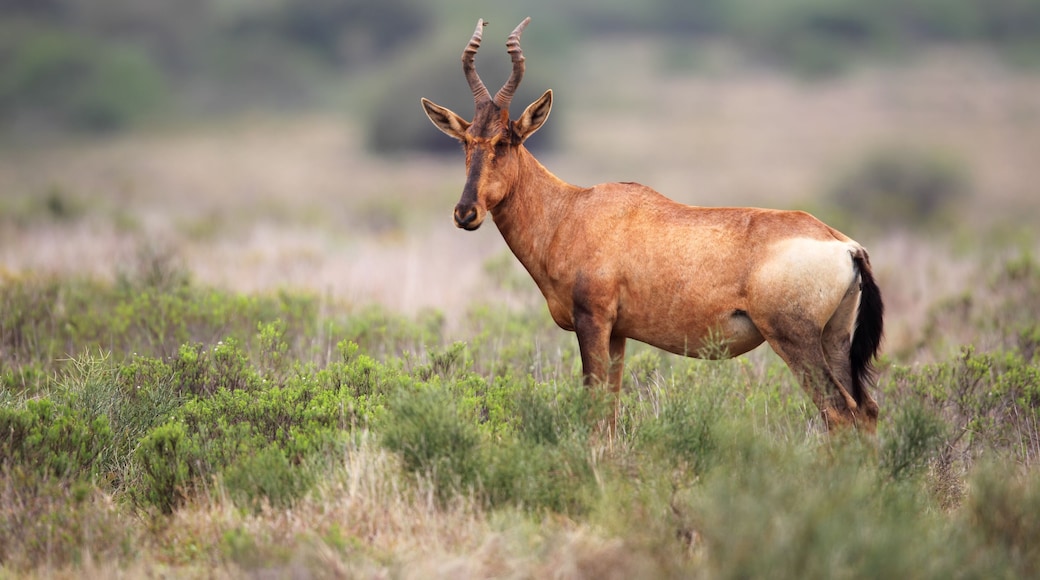 Kuhantilope (Alcelaphus buselaphus)