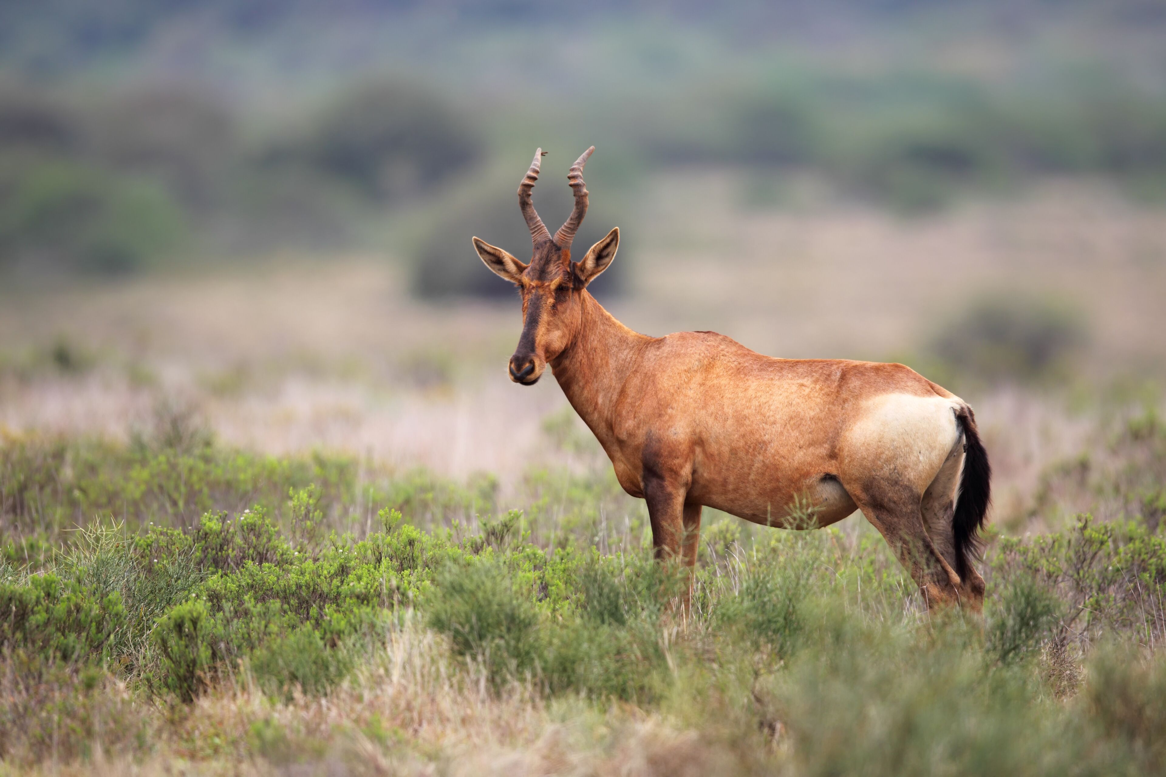 A single elk standing in a grassy field with a blurred natural background.
