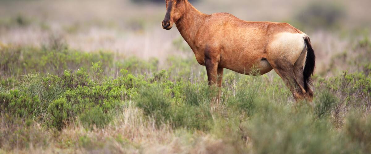 A single elk standing in a grassy field with a blurred natural background.
