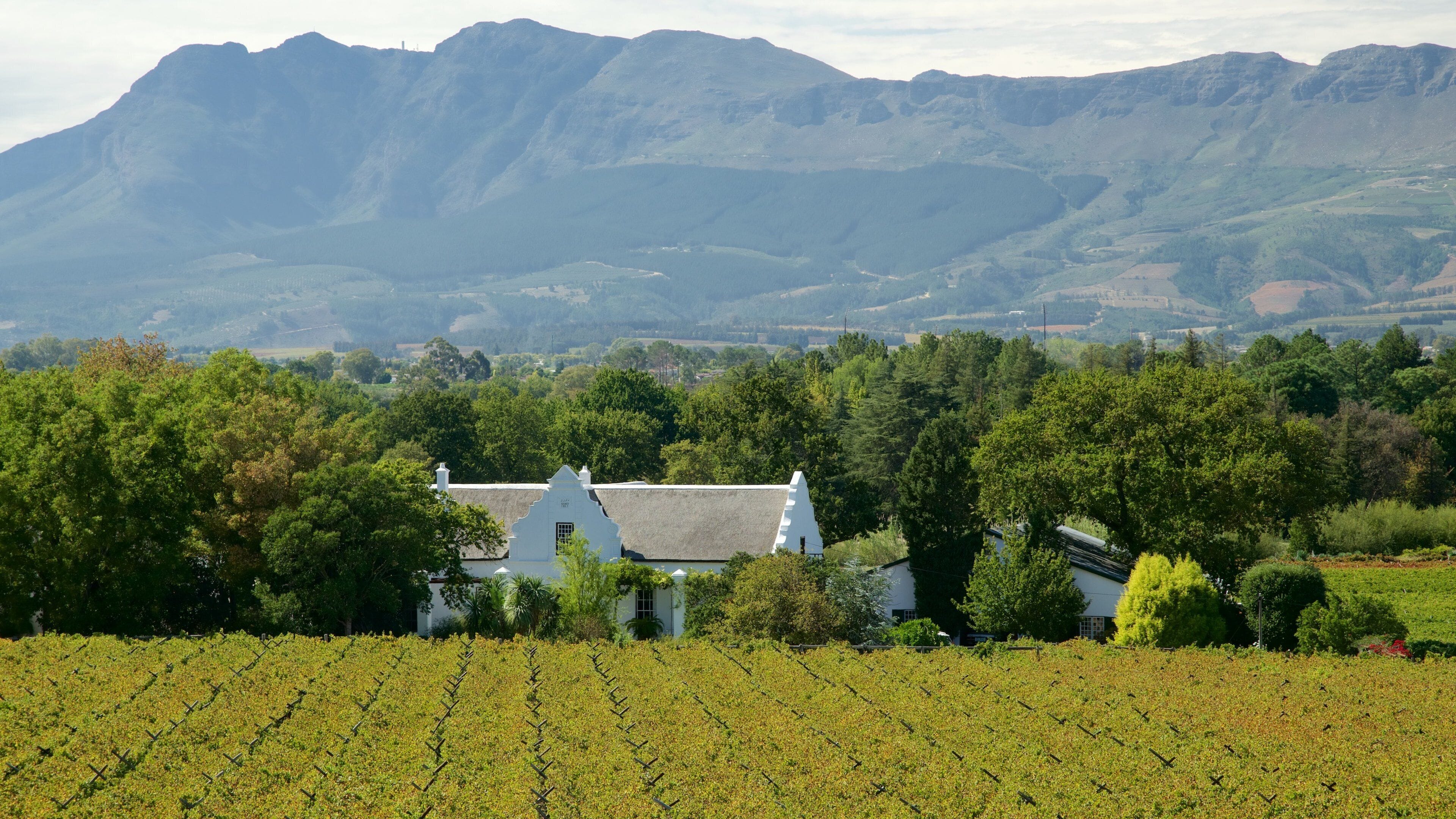 A vineyard with rows of grapevines, a white house with a thatched roof, and a mountainous landscape in the background.