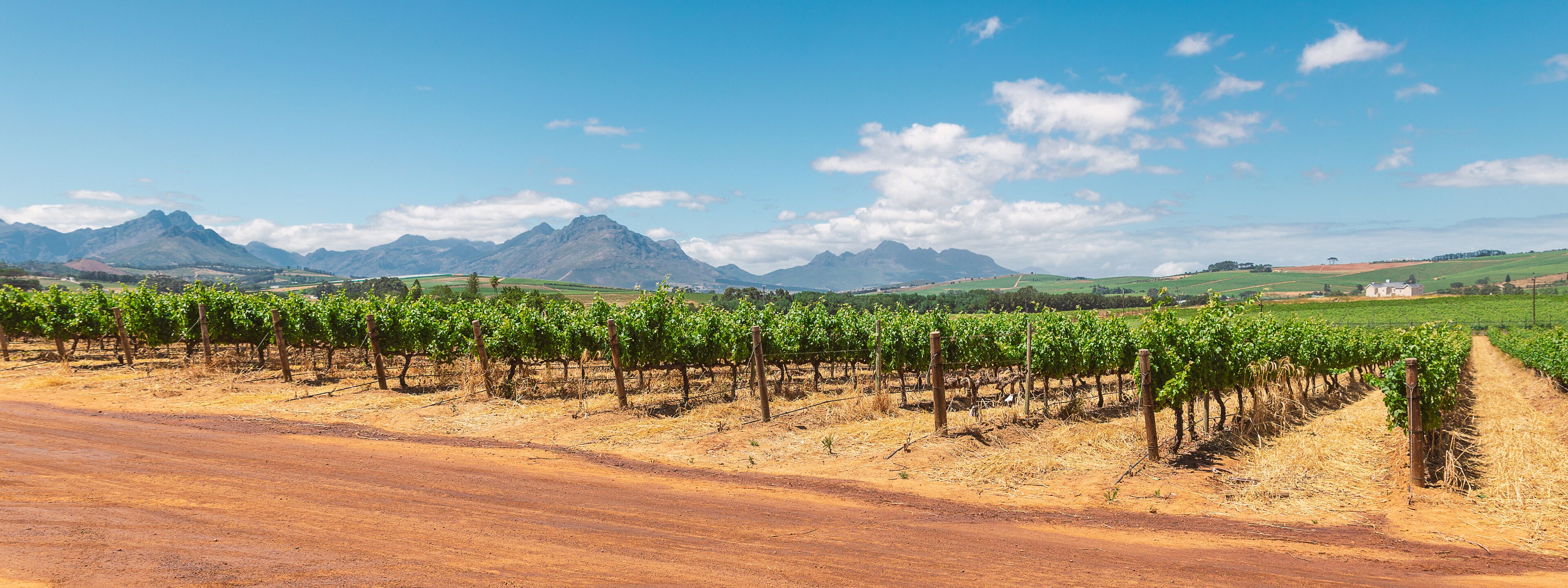 Viñedo con hileras de vides y un camino de tierra en primer plano.