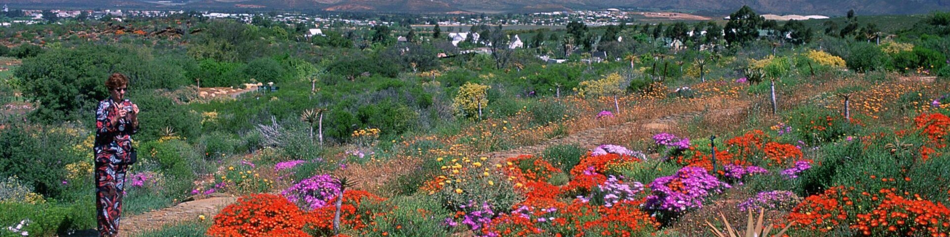 Worcester featuring wildflowers, flowers and landscape views