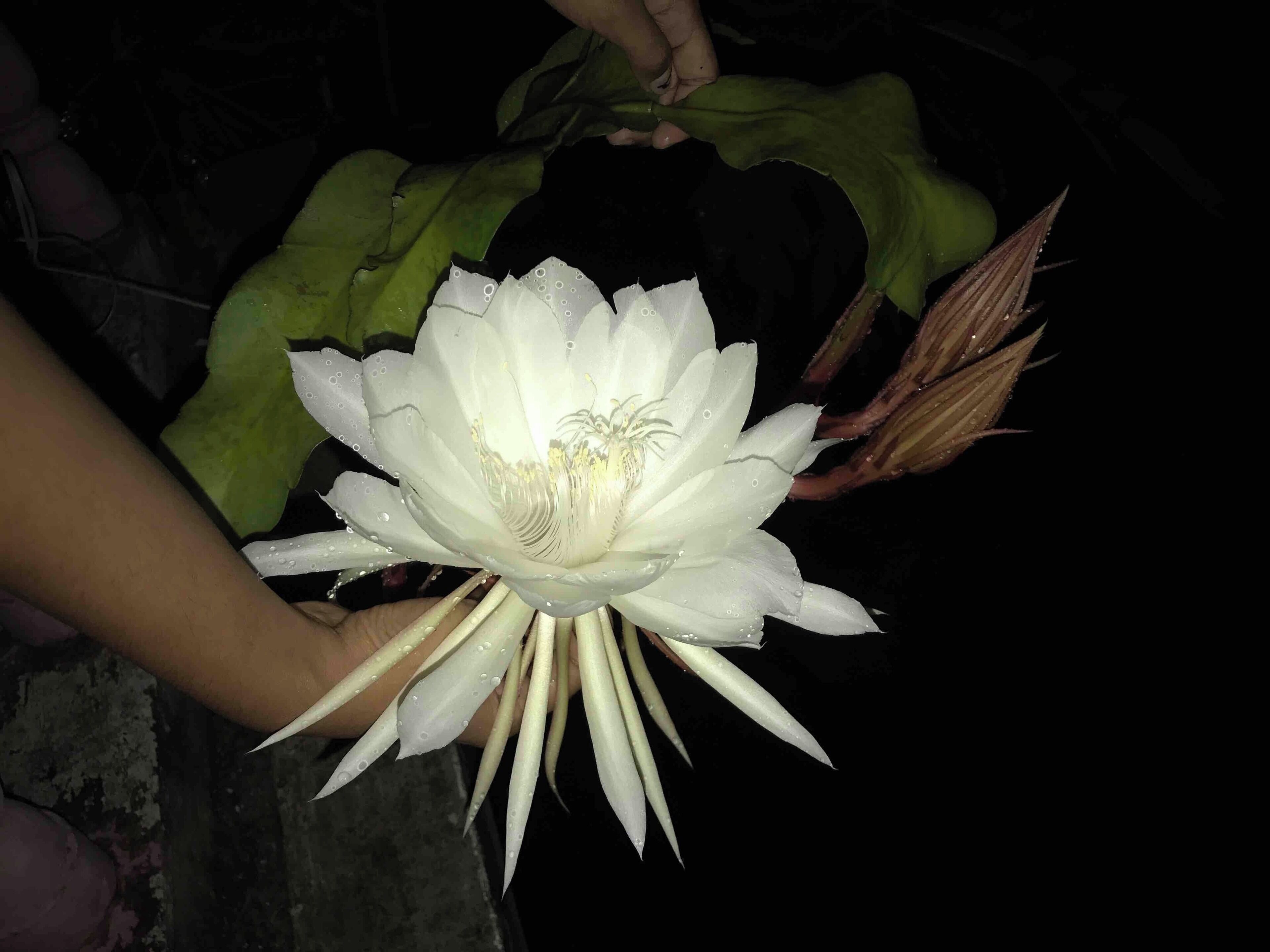 Queen of the Night#Nature#FlowersEpiphyllum Oxypetalum#Nightbloom#idukki🌼💐🌹
