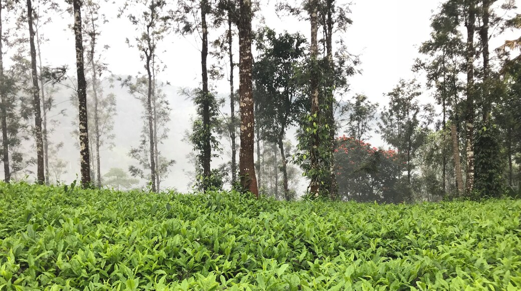 "There is nothing quite like a freshly brewed pot of tea to get you going in the morning."#Tea#Greatoutdoors#idukki#tea estate#Nature