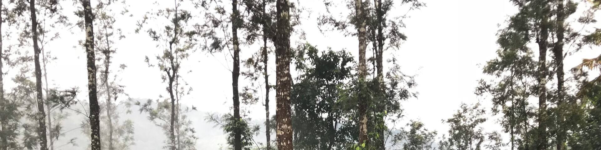 "There is nothing quite like a freshly brewed pot of tea to get you going in the morning."#Tea#Greatoutdoors#idukki#tea estate#Nature