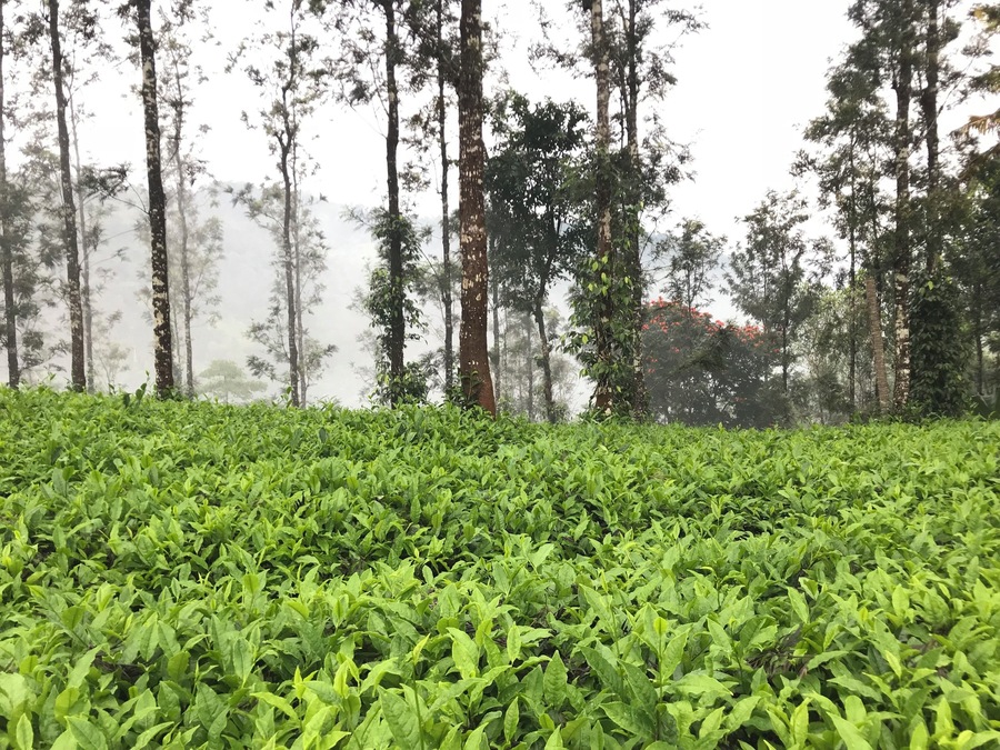 "There is nothing quite like a freshly brewed pot of tea to get you going in the morning."#Tea#Greatoutdoors#idukki#tea estate#Nature