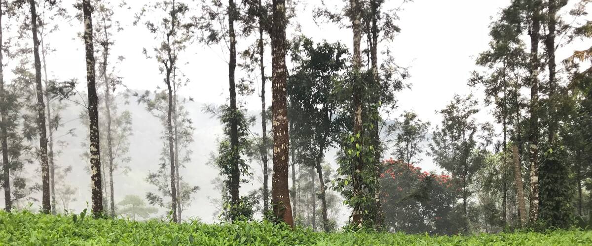 A lush green tea plantation with tall trees in the background.