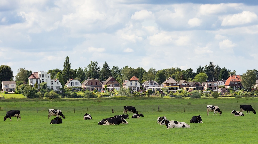 Farmland with cows and a small Dutch town in the background. Gelderland, The Netherlands