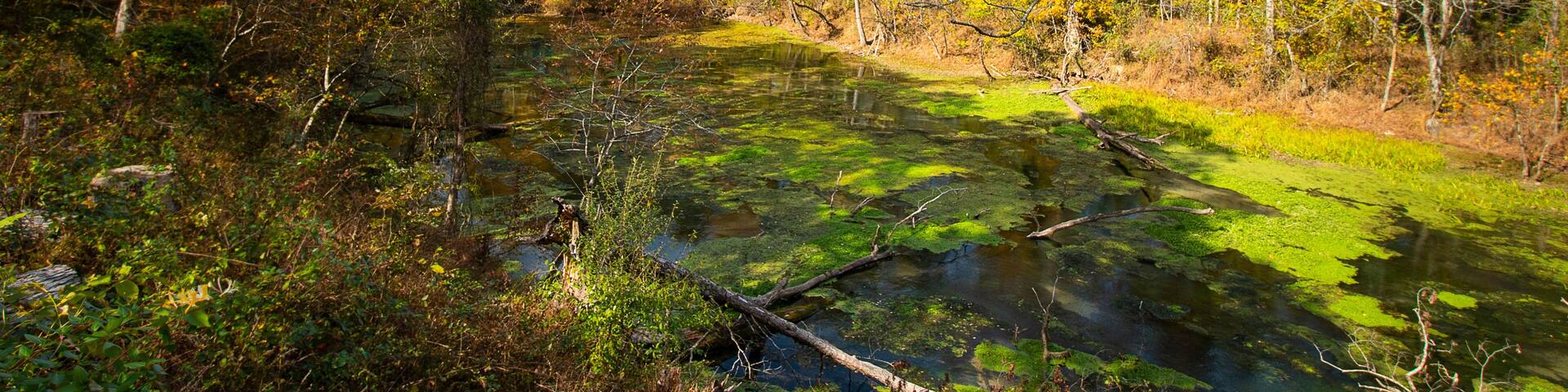Morgan Spring in Autumn