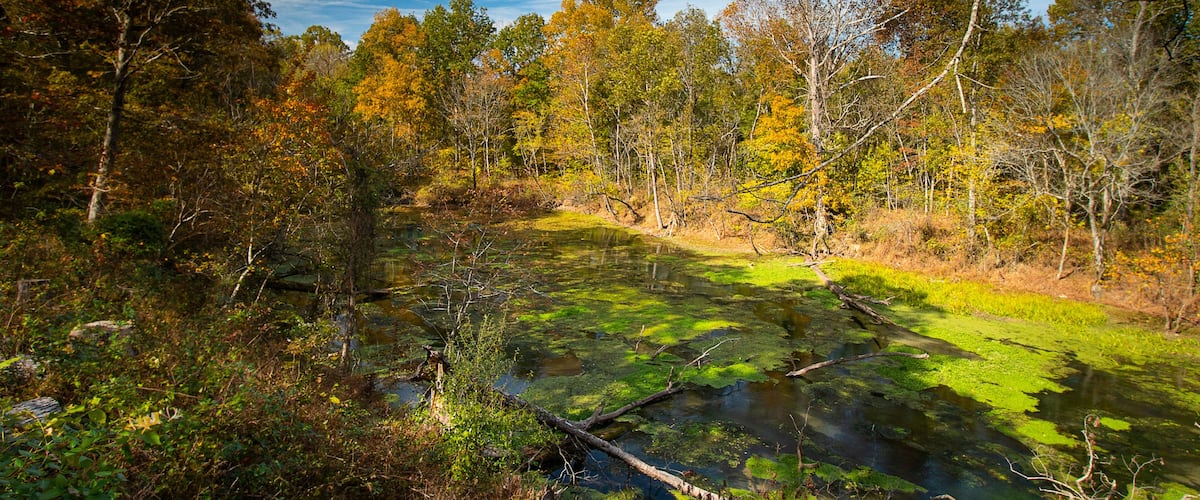 A forested wetland with a clear stream, surrounded by trees with autumn foliage.
