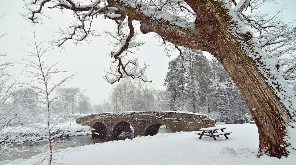 birr garden ireland snow covered bridge and tree