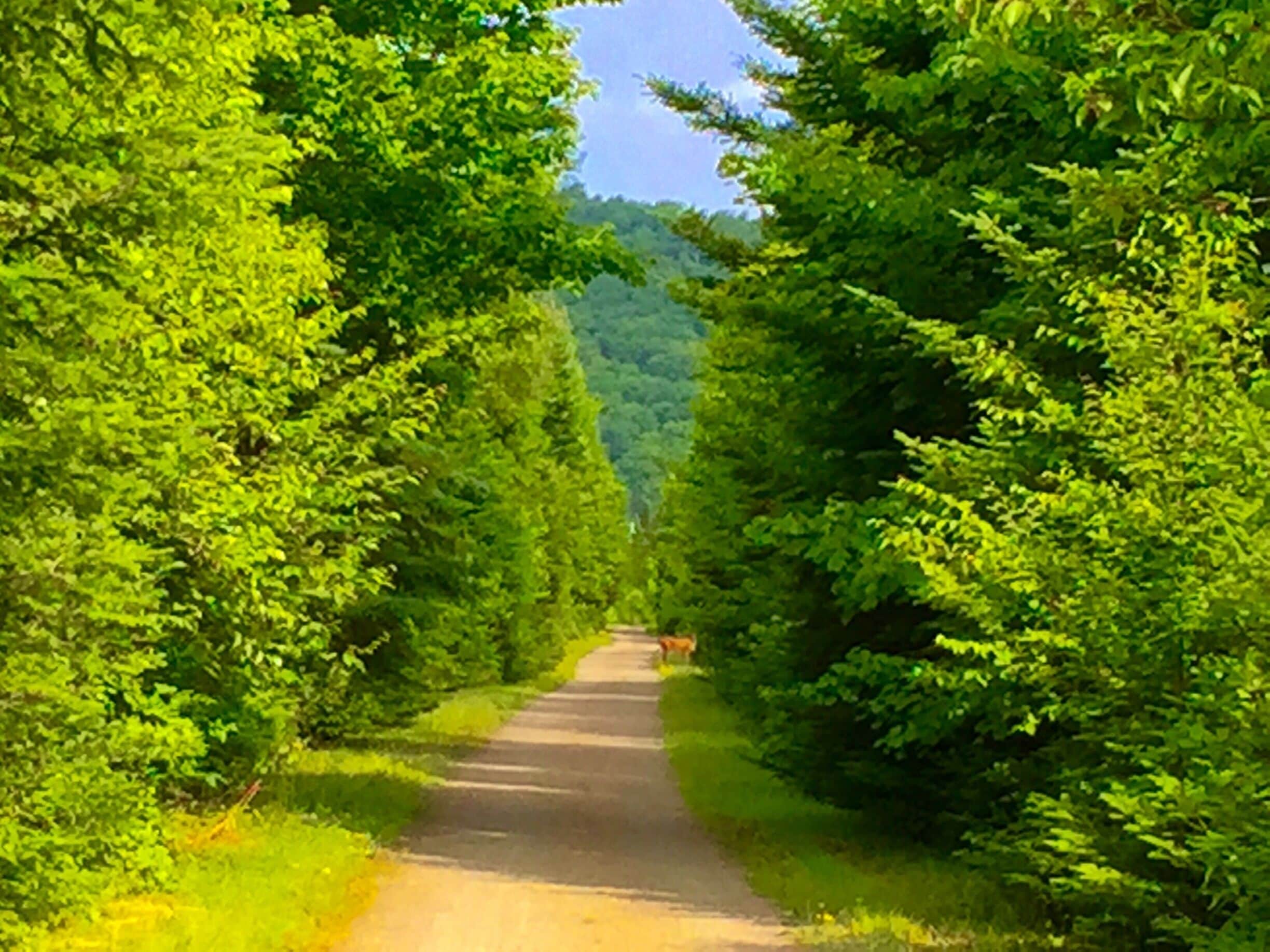 Biking towards Tremblant on the Petit Train du Nord trail 