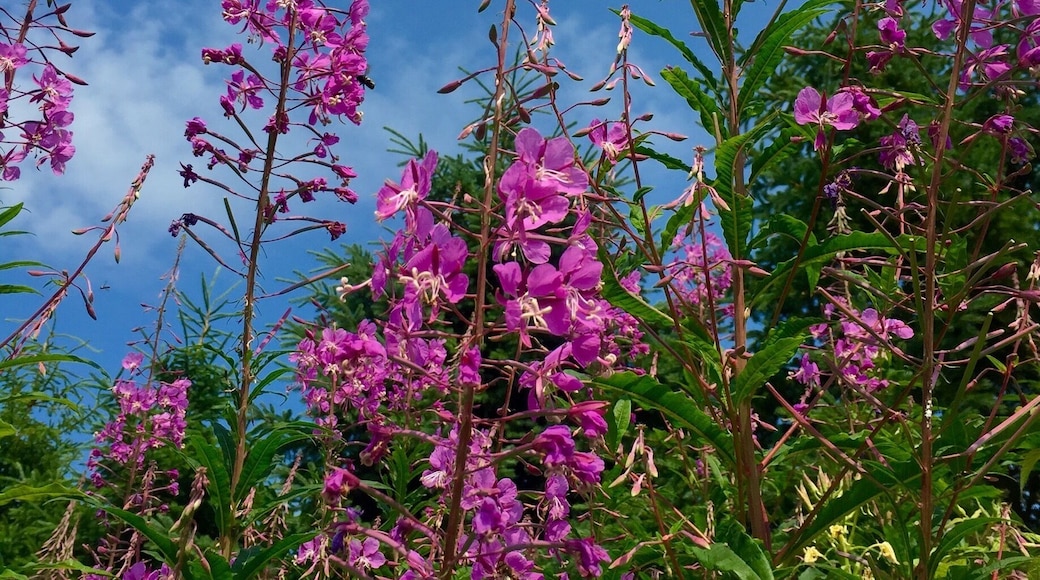 Wild flowers seen while biking the Petit train du Nord