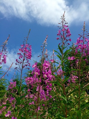 Wild flowers seen while biking the Petit train du Nord