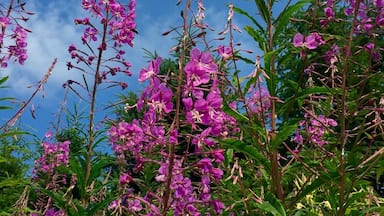 Wild flowers seen while biking the Petit train du Nord