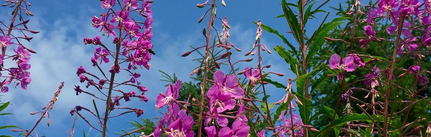 Wild flowers seen while biking the Petit train du Nord