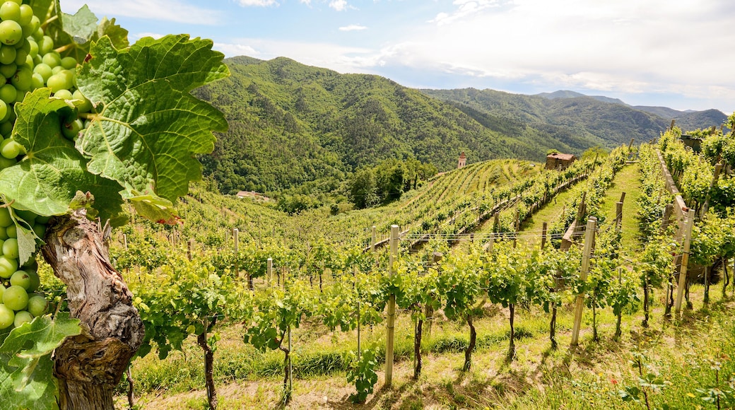 Hilly vineyards with red wine grapes near a winery in early summer in Italy, Tuscany Europe